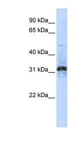 METTL10 Antibody - METTL10 antibody Western blot of Transfected 293T cell lysate. This image was taken for the unconjugated form of this product. Other forms have not been tested.