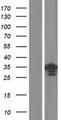 METTL11B Protein - Western validation with an anti-DDK antibody * L: Control HEK293 lysate R: Over-expression lysate