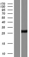 METTL12 Protein - Western validation with an anti-DDK antibody * L: Control HEK293 lysate R: Over-expression lysate