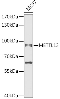 METTL13 / KIAA0859 Antibody - Western blot analysis of extracts of MCF7 cells, using METTL13 antibody at 1:1000 dilution. The secondary antibody used was an HRP Goat Anti-Rabbit IgG (H+L) at 1:10000 dilution. Lysates were loaded 25ug per lane and 3% nonfat dry milk in TBST was used for blocking. An ECL Kit was used for detection and the exposure time was 30s.