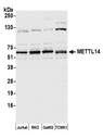 METTL14 Antibody - Detection of human and mouse METTL14 by western blot. Samples: Whole cell lysate (15 µg) from Jurkat, RKO, GaMG, and mouse TCMK-1 cells prepared using NETN lysis buffer. Antibody: Affinity purified rabbit anti-METTL14 antibody used for WB at 1:1000. Detection: Chemiluminescence with an exposure time of 10 seconds.