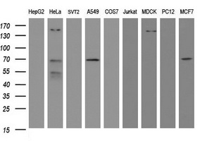METTL16 / METT10D Antibody - Western blot of extracts (35 ug) from 9 different cell lines by using g anti-METT10D monoclonal antibody (HepG2: human; HeLa: human; SVT2: mouse; A549: human; COS7: monkey; Jurkat: human; MDCK: canine; PC12: rat; MCF7: human).