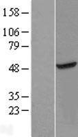METTL18 Protein - Western validation with an anti-DDK antibody * L: Control HEK293 lysate R: Over-expression lysate