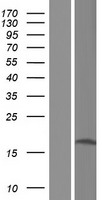 METTL21B / FAM119B Protein - Western validation with an anti-DDK antibody * L: Control HEK293 lysate R: Over-expression lysate