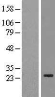 METTL21B / FAM119B Protein - Western validation with an anti-DDK antibody * L: Control HEK293 lysate R: Over-expression lysate