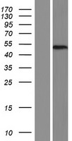 METTL22 / C16orf68 Protein - Western validation with an anti-DDK antibody * L: Control HEK293 lysate R: Over-expression lysate