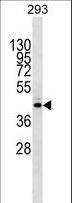 METTL2B Antibody - METTL2B Antibody western blot of 293 cell line lysates (35 ug/lane). The METTL2B Antibody detected the METTL2B protein (arrow).
