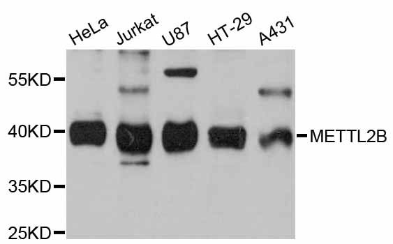 METTL2B Antibody - Western blot analysis of extracts of various cell lines, using METTL2B antibody at 1:3000 dilution. The secondary antibody used was an HRP Goat Anti-Rabbit IgG (H+L) at 1:10000 dilution. Lysates were loaded 25ug per lane and 3% nonfat dry milk in TBST was used for blocking. An ECL Kit was used for detection and the exposure time was 90s.