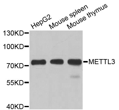 METTL3 Antibody - Western blot analysis of extracts of various cell lines.
