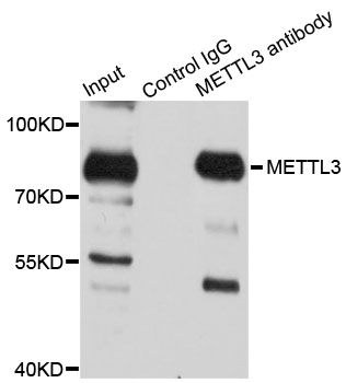 METTL3 Antibody - Immunoprecipitation analysis of 150ug extracts of 293T cells.