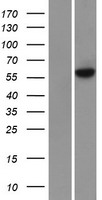 METTL3 Protein - Western validation with an anti-DDK antibody * L: Control HEK293 lysate R: Over-expression lysate