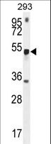 METTL4 Antibody - METTL4 Antibody western blot of 293 cell line lysates (35 ug/lane). The METTL4 antibody detected the METTL4 protein (arrow).