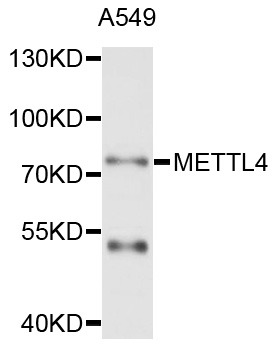 METTL4 Antibody - Western blot analysis of extract of A549 cells.