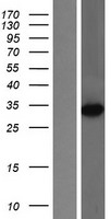 METTL6 Protein - Western validation with an anti-DDK antibody * L: Control HEK293 lysate R: Over-expression lysate