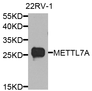 METTL7A Antibody - Western blot analysis of extract of various cells.