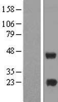 METTL7A Protein - Western validation with an anti-DDK antibody * L: Control HEK293 lysate R: Over-expression lysate