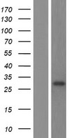METTL7B Protein - Western validation with an anti-DDK antibody * L: Control HEK293 lysate R: Over-expression lysate