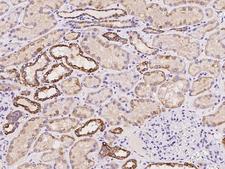 METTL9 / PAP1 Antibody - Immunochemical staining of human METTL9 in human kidney with rabbit polyclonal antibody at 1:100 dilution, formalin-fixed paraffin embedded sections.