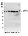 MFAP1 Antibody - Detection of human and mouse MFAP1 by western blot. Samples: Whole cell lysate (50 µg) from HeLa, HEK293T, Jurkat, mouse TCMK-1, and mouse NIH 3T3 cells prepared using NETN lysis buffer. Antibodies: Affinity purified rabbit anti-MFAP1 antibody used for WB at 0.1 µg/ml. Detection: Chemiluminescence with an exposure time of 3 minutes.