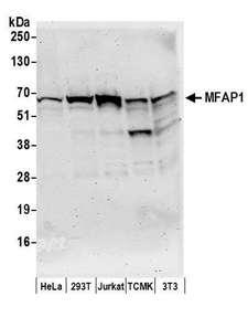 MFAP1 Antibody - Detection of human and mouse MFAP1 by western blot. Samples: Whole cell lysate (50 µg) from HeLa, HEK293T, Jurkat, mouse TCMK-1, and mouse NIH 3T3 cells prepared using NETN lysis buffer. Antibodies: Affinity purified rabbit anti-MFAP1 antibody used for WB at 0.1 µg/ml. Detection: Chemiluminescence with an exposure time of 3 minutes.