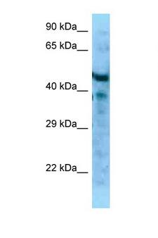 MFAP1 Antibody - MFAP1 antibody Western blot of Mouse Pancreas lysate. Antibody concentration 1 ug/ml.  This image was taken for the unconjugated form of this product. Other forms have not been tested.