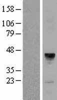 MFAP3 Protein - Western validation with an anti-DDK antibody * L: Control HEK293 lysate R: Over-expression lysate