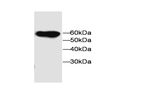 MFAP3L / NYD-Sp9 Antibody