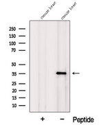 MFAP4 Antibody - Western blot analysis of extracts of mouse heart tissue using MFAP4 antibody. The lane on the left was treated with blocking peptide.
