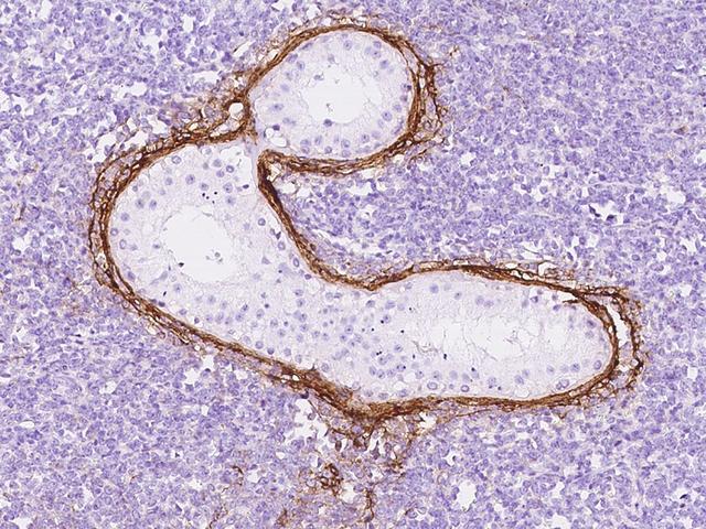 MFAP4 Antibody - Immunochemical staining of human MFAP4 in human testis with rabbit polyclonal antibody at 1:200 dilution, formalin-fixed paraffin embedded sections.