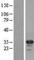 MFAP4 Protein - Western validation with an anti-DDK antibody * L: Control HEK293 lysate R: Over-expression lysate