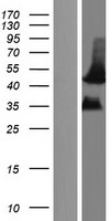 MFAP4 Protein - Western validation with an anti-DDK antibody * L: Control HEK293 lysate R: Over-expression lysate
