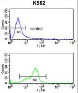 MFAP5 / MAGP2 Antibody - MFAP5 Antibody flow cytometry of K562 cells (bottom histogram) compared to a negative control cell (top histogram). FITC-conjugated goat-anti-rabbit secondary antibodies were used for the analysis.