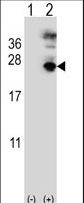 MFAP5 / MAGP2 Antibody - Western blot of MFAP5 (arrow) using rabbit polyclonal MFAP5 Antibody. 293 cell lysates (2 ug/lane) either nontransfected (Lane 1) or transiently transfected (Lane 2) with the MFAP5 gene.