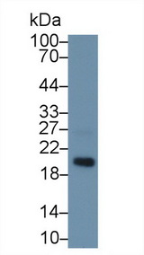 MFAP5 / MAGP2 Antibody - Western Blot; Sample: Mouse Gallbladder lysate; Primary Ab: 1µg/ml Rabbit Anti-Mouse MFAP5 Antibody Second Ab: 0.2µg/mL HRP-Linked Caprine Anti-Rabbit IgG Polyclonal Antibody