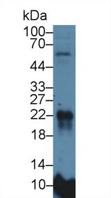 MFAP5 / MAGP2 Antibody - Western Blot; Sample: Rat Lung lysate; Primary Ab: 5µg/ml Rabbit Anti-Rat MFAP5 Antibody Second Ab: 0.2µg/mL HRP-Linked Caprine Anti-Rabbit IgG Polyclonal Antibody