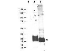MFAP5 / MAGP2 Antibody - Anti-MAGP-2 Antibody - Western Blot. Western blot of affinity purified anti-MAGP-2 antibody shows detection (arrowhead) of secreted MAGP-2 (lane 2) and MAGP-2 present in a MAGP-2 transfected HEK293 lysate (lane 3). No staining is detected in supernatants from non-transfected cells (lane 1). After SDS-PAGE and transfer, the membrane was probed with the primary antibody diluted to 1:100 in TBST with 5% BSA overnight at 4C. Personal Communication, Micheal Birrer, CCR-NCI, Bethesda, MD.