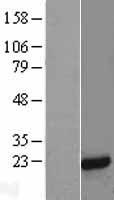 MFAP5 / MAGP2 Protein - Western validation with an anti-DDK antibody * L: Control HEK293 lysate R: Over-expression lysate