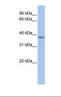 MFF Antibody - Fetal muscle lysate. Antibody concentration: 1.0 ug/ml. Gel concentration: 12%.  This image was taken for the unconjugated form of this product. Other forms have not been tested.