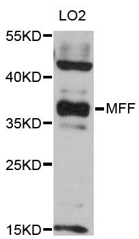 MFF Antibody - Western blot analysis of extracts of LO2 cells, using MFF antibody at 1:3000 dilution. The secondary antibody used was an HRP Goat Anti-Rabbit IgG (H+L) at 1:10000 dilution. Lysates were loaded 25ug per lane and 3% nonfat dry milk in TBST was used for blocking. An ECL Kit was used for detection and the exposure time was 90s.