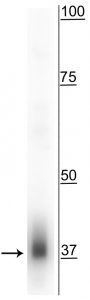 MFF Antibody - Western blot of mouse whole brain lysate showing specific immunolabeling of the ~38 kDa Mff protein.