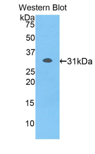MFGE8 /Lactadherin Antibody - Western blot of recombinant MFGE8 / MFG-E8.  This image was taken for the unconjugated form of this product. Other forms have not been tested.