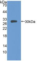 MFGE8 /Lactadherin Antibody - Western Blot; Sample: Recombinant MFGE8, Mouse.