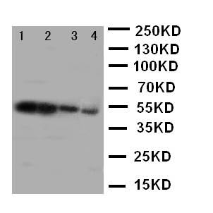 MFGE8 /Lactadherin Antibody - WB of MFGE8 / MFG-E8 antibody. Recombinant Protein Detection Source:. E.coli derived -recombinant human MEGF8, 50.2KD. (162aa tag+ S28-A317). Lane 1: Recombinant Human MEGF8 Protein 10ng. Lane 2: Recombinant Human MEGF8 Protein 5ng. Lane 3: Recombinant Human MEGF8 Protein 2.5ng. Lane 4: Recombinant Human MEGF8 Protein 1.25ng.