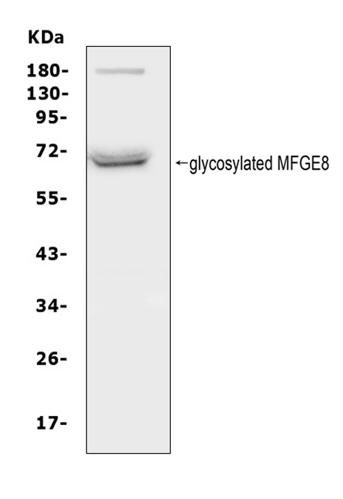 MFGE8 /Lactadherin Antibody - Western blot analysis of MFGE8 using anti-MFGE8 antibody. Electrophoresis was performed on a 5-20% SDS-PAGE gel at 70V (Stacking gel) / 90V (Resolving gel) for 2-3 hours. The sample well of each lane was loaded with 50ug of sample under reducing conditions. Lane 1: human THP-1 whole cell lysates. After Electrophoresis, proteins were transferred to a Nitrocellulose membrane at 150mA for 50-90 minutes. Blocked the membrane with 5% Non-fat Milk/ TBS for 1.5 hour at RT. The membrane was incubated with rabbit anti-MFGE8 antigen affinity purified polyclonal antibody at 0.5 µg/mL overnight at 4°C, then washed with TBS-0.1% Tween 3 times with 5 minutes each and probed with a goat anti-rabbit IgG-HRP secondary antibody at a dilution of 1:10000 for 1.5 hour at RT. The signal is developed using an Enhanced Chemiluminescent detection (ECL) kit with Tanon 5200 system. A specific band was detected for MFGE8 at approximately 66-75KD. The expected band size for MFGE8 is at 43KD.