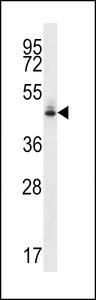 MFGE8 /Lactadherin Antibody - HMFG Antibody western blot of HeLa cell line lysates (35 ug/lane). The HMFG antibody detected the HMFG protein (arrow).