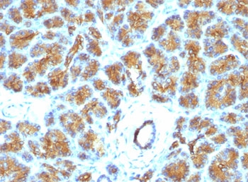 MFGE8 /Lactadherin Antibody - FFPE human pancreas tested with Lactadherin antibody (EDM45).  This image was taken for the unmodified form of this product. Other forms have not been tested.