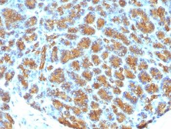 MFGE8 /Lactadherin Antibody - FFPE human pancreas tested with MFGE8 antibody (MFG-06).  This image was taken for the unmodified form of this product. Other forms have not been tested.