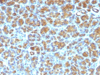 MFGE8 /Lactadherin Antibody - FFPE human pancreas tested with MFG-E8 antibody (SPM291).  This image was taken for the unmodified form of this product. Other forms have not been tested.