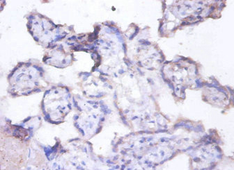 MFGE8 /Lactadherin Antibody - Immunohistochemistry of paraffin-embedded human placenta tissue using MFGE8 Antibody at dilution of 1:100