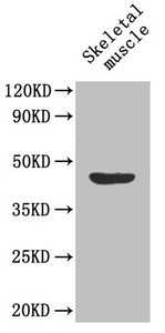 MFGE8 /Lactadherin Antibody - Western Blot Positive WB detected in: Mouse skeletal muscle All lanes: MFGE8 antibody at 1.6µg/ml Secondary Goat polyclonal to rabbit IgG at 1/50000 dilution Predicted band size: 44, 36, 38 kDa Observed band size: 44 kDa